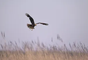 Calling female marsh harrier (Circus aeruginosus) in flight over reeds