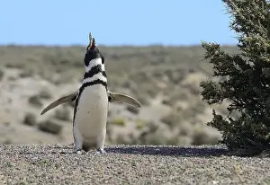 Calling Magellanic penguin (Spheniscus magellanicus)