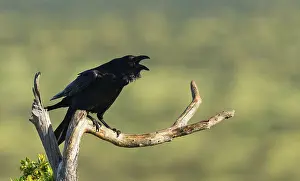 Calling raven (Corvus corax) on a dry branch