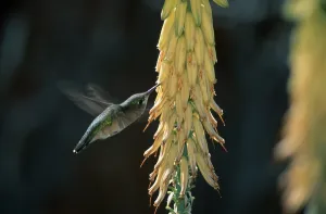 Calliope hummingbird, female, Sonora Desert