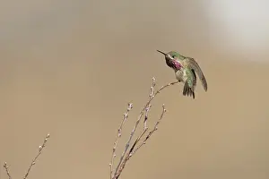 Calliope Hummingbird (Selasphorus calliope) male