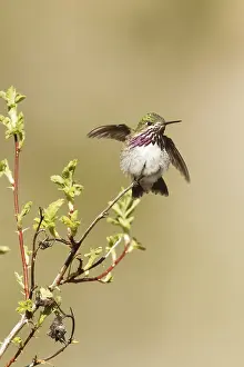 Calliope Hummingbird (Selasphorus calliope) male