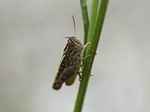 Calliptamus italicus, field grasshopper