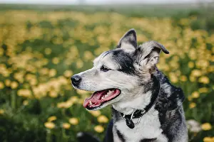 A calm dog enjoying a sunny day in a dandelion-filled meadow