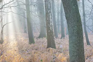 Calm forest with soft morning light and misty