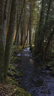 A calm river flows through a moss-covered forest surrounded by tall trees and filtered sunlight