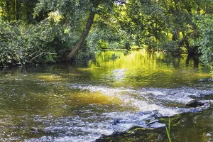 A calm river with rapids, surrounded by trees