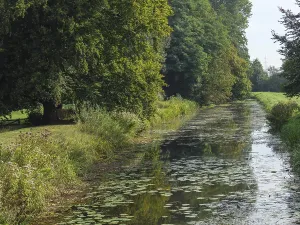 A calm river with water lilies