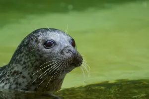 Calm seal in green water, harbour seal (Phoca vitulina)