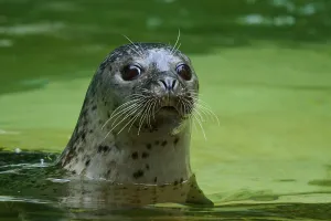Calm seal in green water, harbour seal (Phoca vitulina)