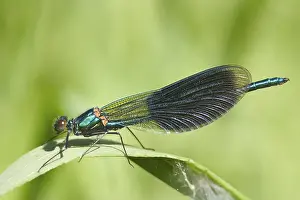 Calopteryx splendens