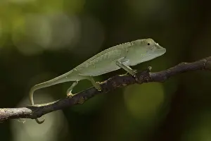Calumma marojezense (Calumma marojezense)