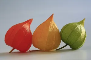 Calyces of Physalis peruviana, Cape gooseberry