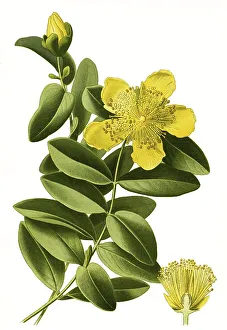 Calycinum, Rose of Sharon, Greater st john's wort (Hypericum)