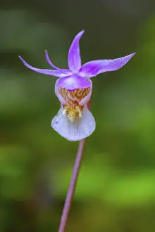 Calypso orchid, fairy slipper, Venus's slipper (Calypso bulbosa)