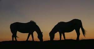 Camargue or Camarguais Horse in the Dunes at Sunrise