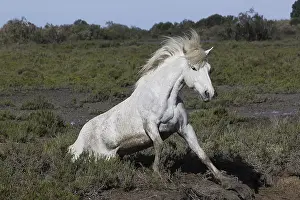 Camargue Horse, Adult Rolling on its Back