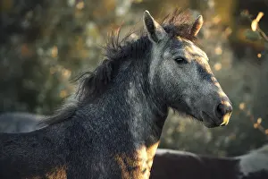 Camargue horse (Equus), animal portrait