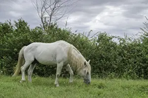 Camargue horse (Equus caballus)