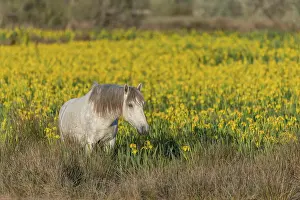 Camargue horse feeding in a swamp full of yellow irises