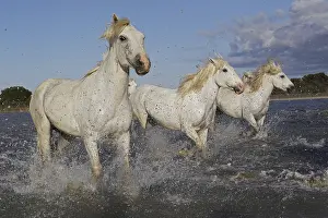 Camargue Horse, Group Galloping through Swamp