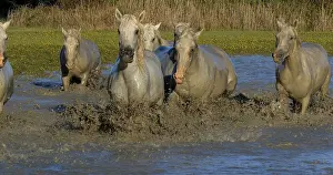 Camargue Horse, Herd trotting or galloping through Swamp
