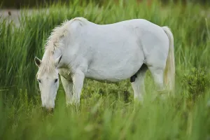 Camargue horse, standing on a meadow
