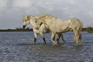 Camargue Horse, Standing in Swamp