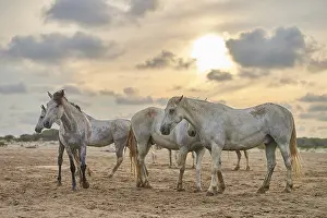 Camargue horses on the beach at sunset with cloudy sky