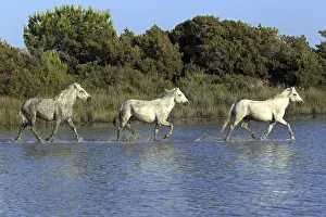 Camargue horses, Camargue, Provence