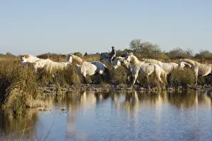 Camargue horses with guardian, Camargue