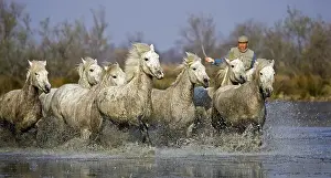 Camargue Horses, Man with Herd standing in Swamp