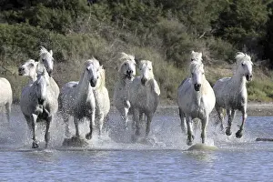Camargue horses run through water