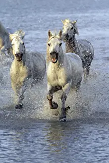 Camargue horses run through water