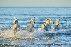 Camargue horses running out of the sea on a beach in morning light