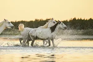 Camargue horses running through the water at sunrise