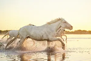 Camargue horses running through the water at sunrise