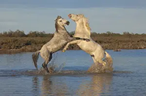 Camargue horses, stallions, Bouches du Rhone