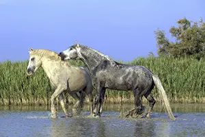 Camargue horses, stallions, Camargue