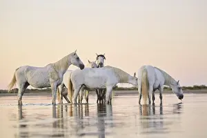 Camargue horses standing in the water at sunrise