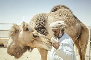 Camel breeder with his dromedaries (Camelus dromedarius) on his farm near Shisr
