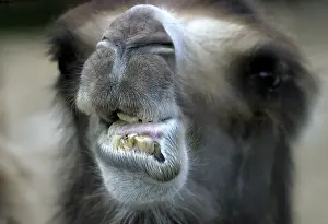 Camel close-up