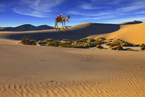 Camel with harness and blanket for walking tourists