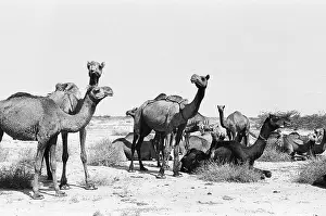 Camel herd close to Rann of Kutch