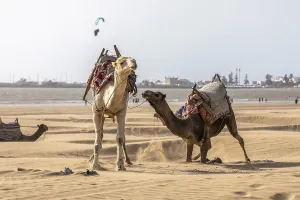 Camel and horses on the beach of Essaouira
