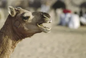 Camel, Pushkar Fair, Pushkar, Rajasthan