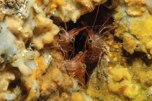 Camel shrimp (Rhynchocinetes durbanensis) hiding in coral reef