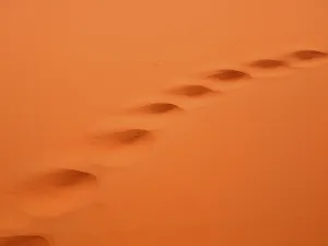 Camel tracks in the desert sand