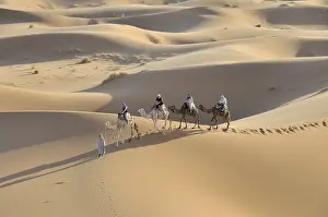 Camel trekking, Erg Chebbi, Morocco, Africa