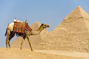 A camel walks in front of the Pyramids of Cheops and Khafre at Giza in Cairo